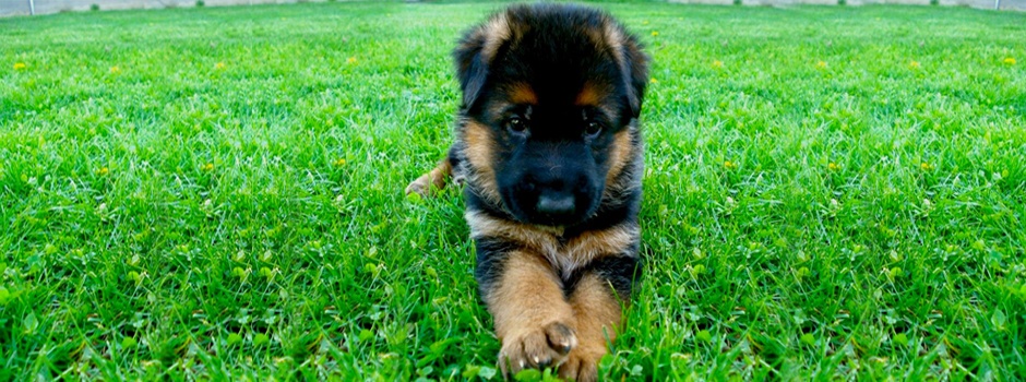 This is a black and red german shepherd