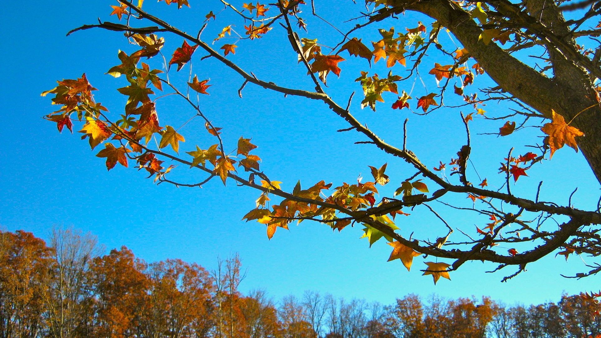 fall at our German Shepherd kennel