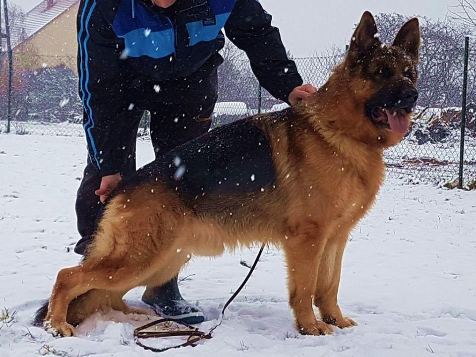 German Shepherd for sale