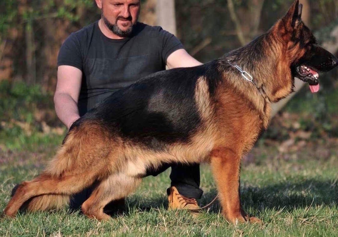 Very black and red German shepherd.