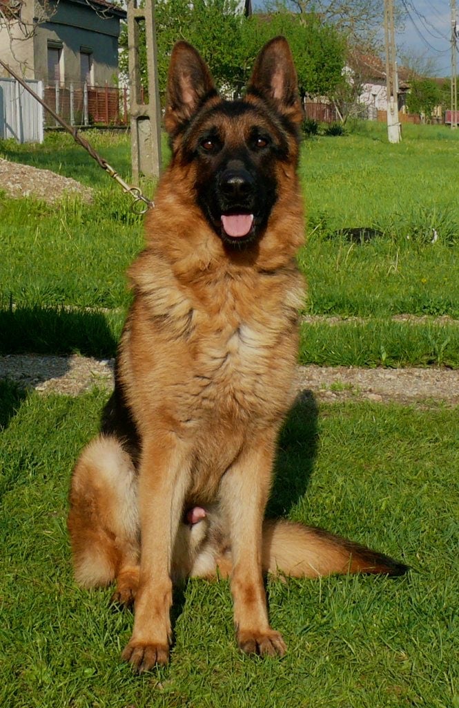 German Shepherd dog sitting face forward