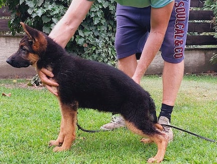German Shepherd puppy Gamboo Standing