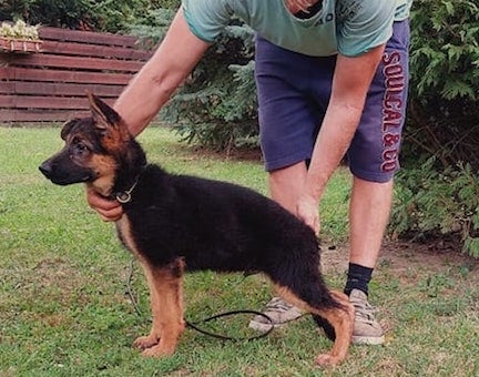 German Shepherd puppy Gamboo standing again