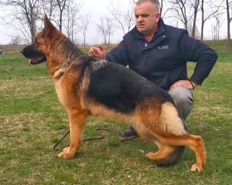 picture of German Shepherd Nina, standing sideways