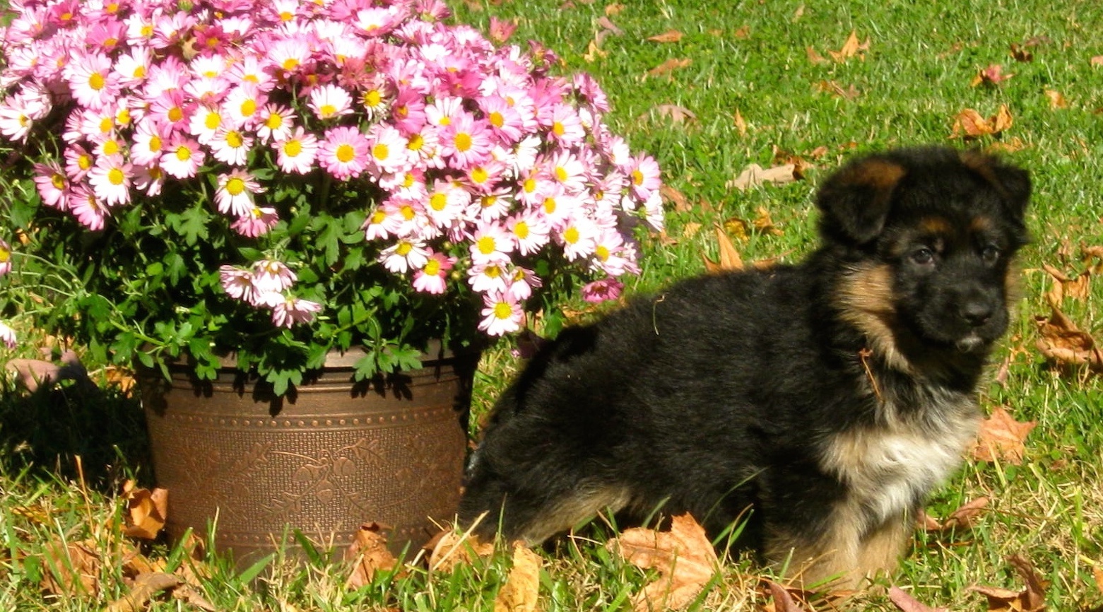 Very black and red German shepherd puppy
