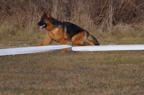 German Shepherd dog sitting face forward