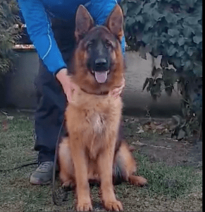 German Shepherd dog sitting face forward