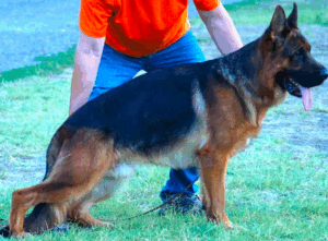 axel 3