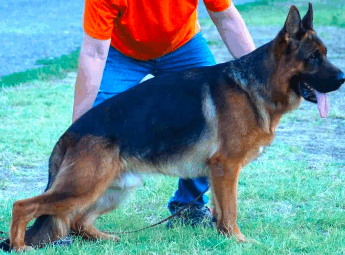 axel 3
