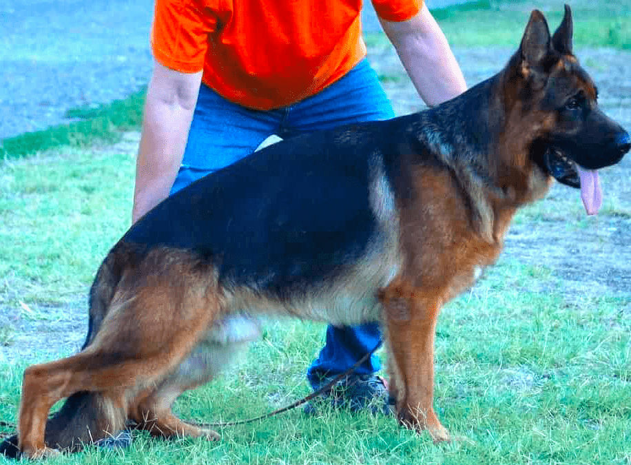 axel 3