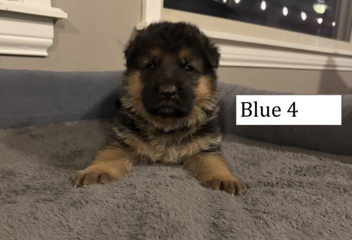blue