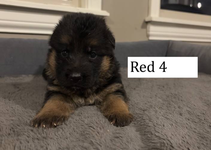 red