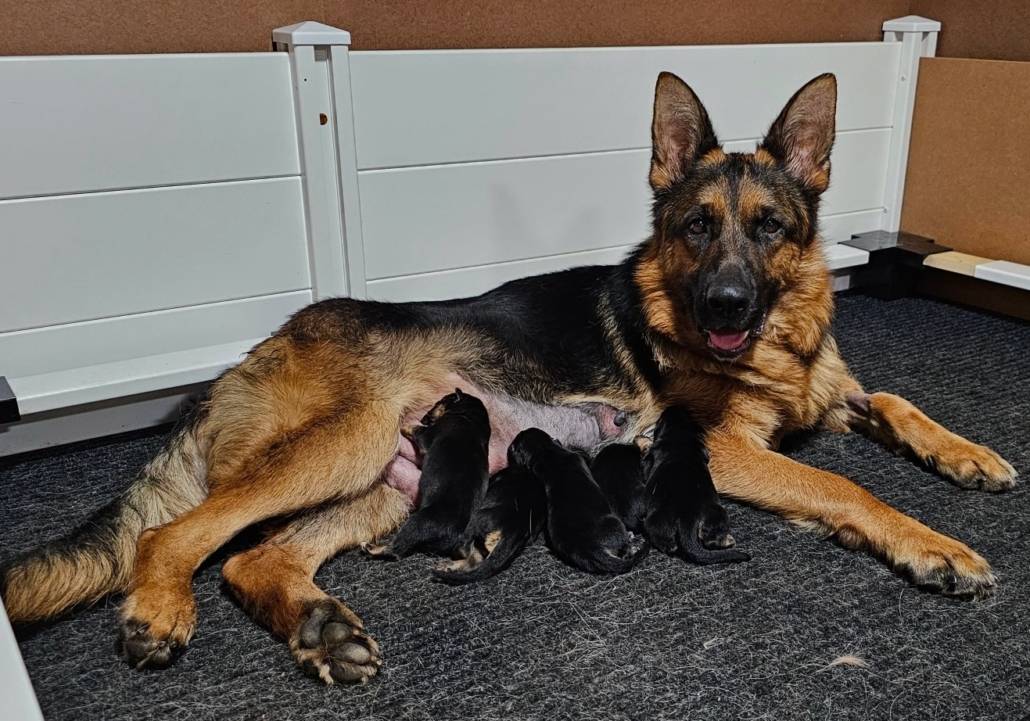 litter best