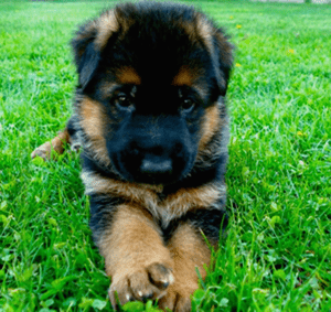 puppy1-aa